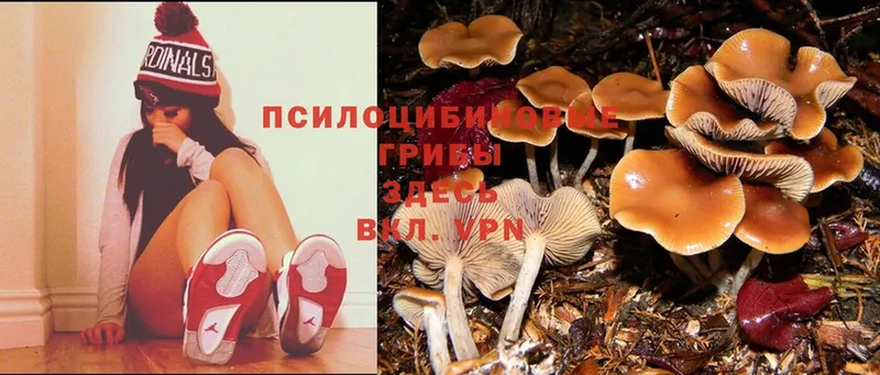 shop состав  Шенкурск  Галлюциногенные грибы Magic Shrooms 